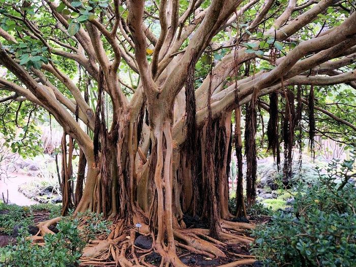 ガラホナイ国立公園