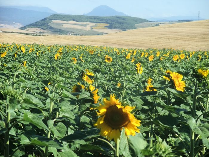 カミーノ・デ・サンティアゴ（サンティアゴ巡礼の道）を歩いてる途中で遭遇したヒマワリ畑