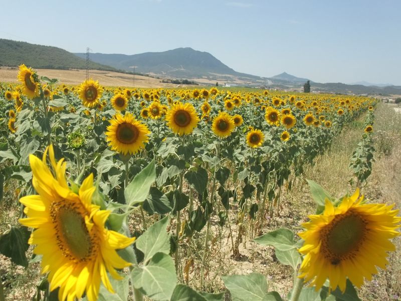 ナバラ州でもヒマワリ畑に出会えます